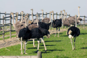 Разведение страусов в домашних условиях