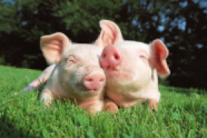 Разведение свиней в домашних условиях
