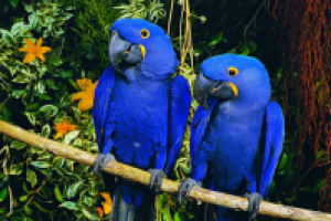 Развлечения на Тенерифе