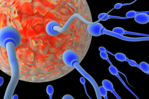 Сексированное семя для оплодотворения коров