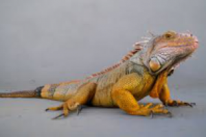 Лечение экзотических животных