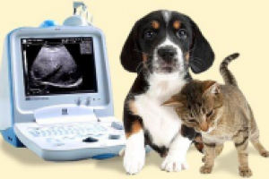 Статья об услуге УЗИ-диагностики в ветеринарной клинике