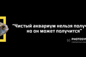 Баннер для компании Photosynthetic