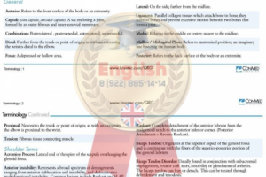 Перевод медицинских терминов