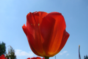 тюльпан