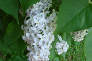 цветы сирени