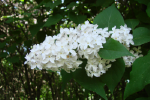 цветы сирени