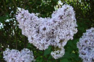 цветы сирени