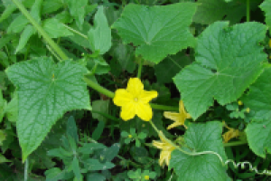 огурец цветущий