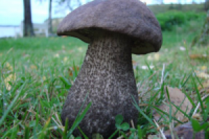 Подберезовик