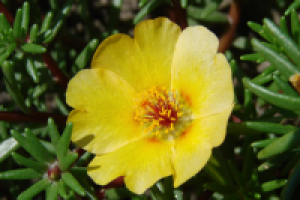 Портулак цветущий