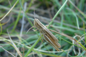 Кузнечик на травинке