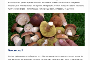 Статья "Грибы: белки, жиры или углеводы, состав грибов"
