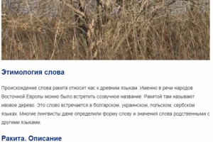 Статья "Что за дерево ракита? Значения слова"