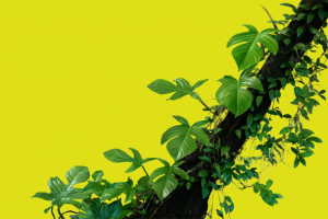 Обтравка растения