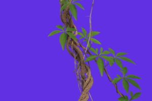 Обтравка лозы