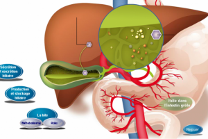 html5 мед печень
