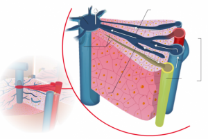 html5 медицина