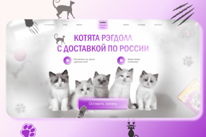 Сайт по продаже котят Рэгдолл