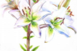 Белая лилия