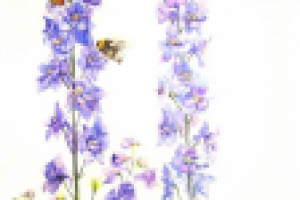 Дельфиниум