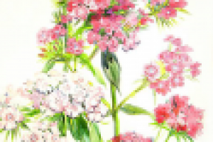 Турецкая гвоздика