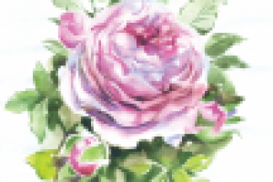 Роза "Летнего сада"