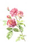 img2546724.png