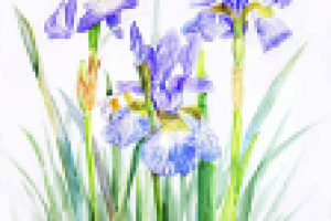 Ирисы