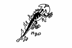 Саламандра