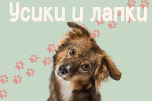 Ветеринарная клиника