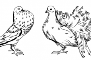 Работа 3476480