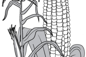 Работа 3476468