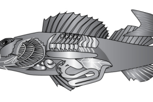 векторная графика для учебника биологии