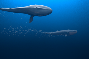 Whales Render