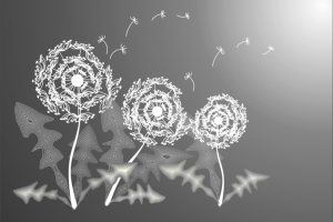 Одуванчики