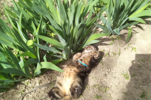 Ваш бенгальский кот