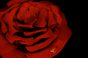 Роза с золотым логотипом