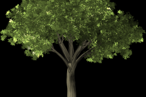 Текстура дерева