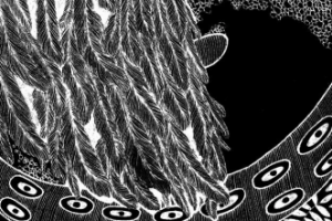 Павлин и осьминог