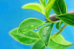 Иллюстрация - Ветка