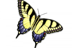 Иллюстрация - Бабочка