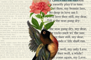 Luve's like a red, red rose