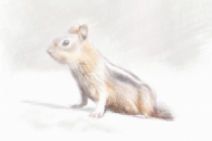 Растр под карандаш