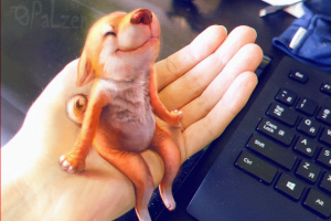 Работа 3396114