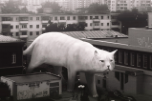 Кот в городе