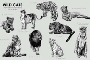 Дикие кошки. Вектор