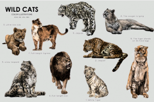 Дикие кошки. Вектор