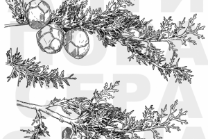 Веточка туи