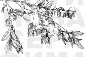 Лимонная ветка